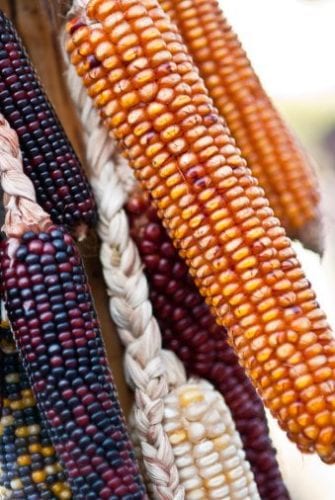 CYJ_Atacama_Color_Corn