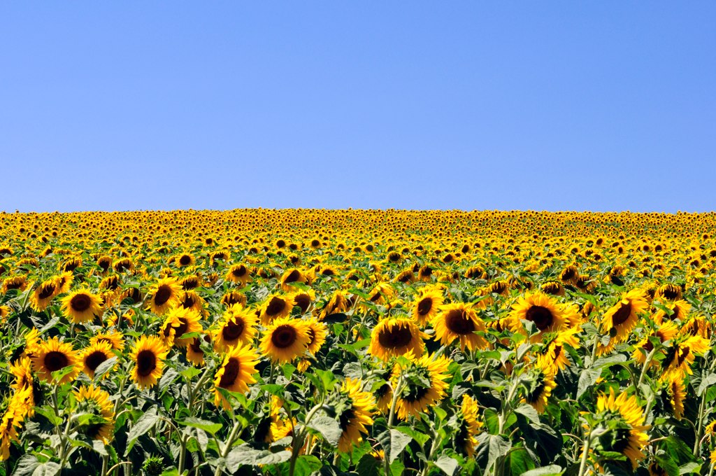 Sunflower Field