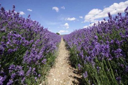 Fields of Lavender