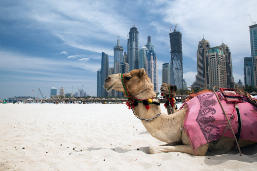 Dubai - Camel