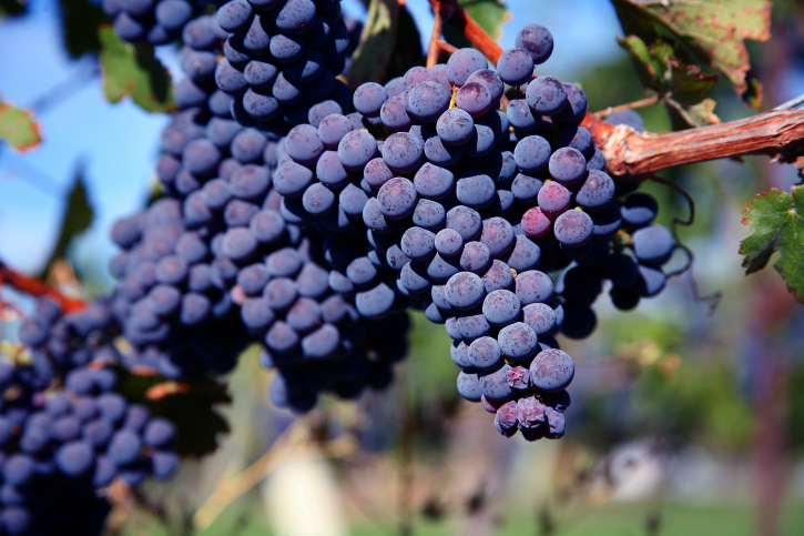 cyj_tuscany_grapes_vineyard