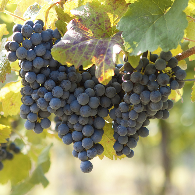 14521786399_67ac9fa656_z