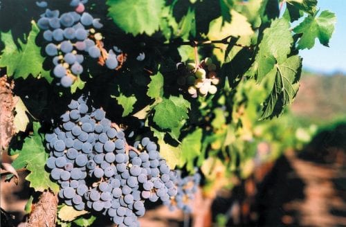 napa California cover