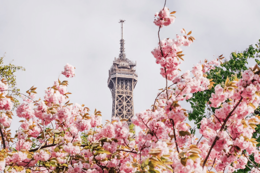 Cherry Blossoms-feature